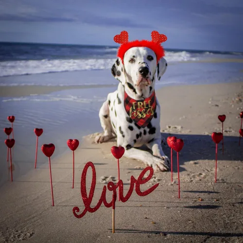 Vista 4 de Traje de San Valentín para perro, bandana para perro y diadema de corazón, disfraz de día de San Valentín para perro