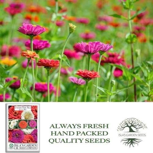 Vista 4 de Semillas de zinnia "Under The Sea Mix" para plantar, más de 200 semillas de flores por paquete, semillas de jardín de Isla