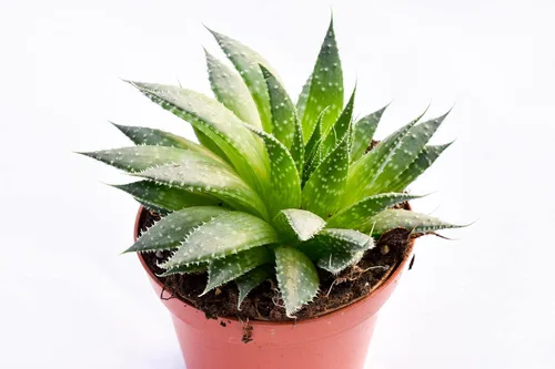 Vista 2 de Planta suculenta de aloe vivo, suculenta de aloe grande de 4 pulgadas completamente enraizada (Aloe Aristata)
