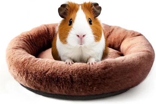 Vista 8 de FEBSNOW Cama de conejillo de indias y hámster para animales pequeños con cepillo removedor de pelo