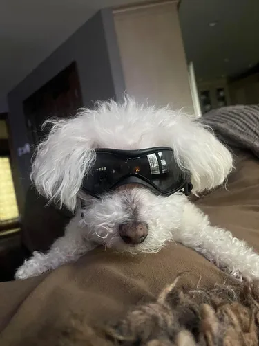 Vista 8 de Gafas de protección UV para perros pequeños y medianos, impermeables, resistentes al viento, para senderismo, ciclismo al aire libre (rosa)