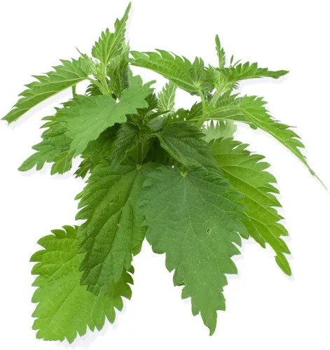 Vista 2 de Semillas Shiso, paquete de más de 1500 semillas de perilla para plantar