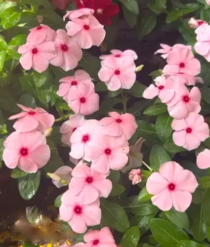 Vista 2 de 100 semillas de bígaro enano rosa vinca rosa delicata semillas de flor reliquia