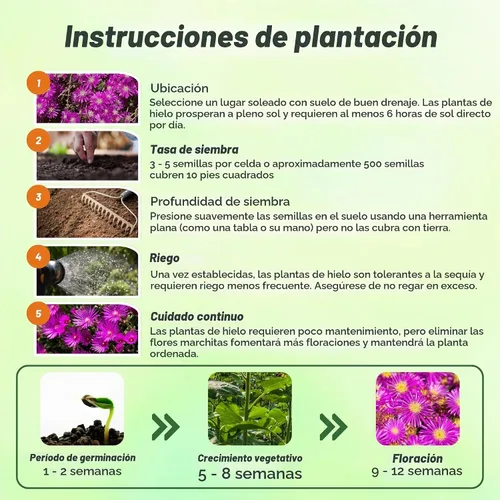 Vista 5 de Outsidepride 100 semillas perennes Delosperma Cooperi Ice Plant Table Mountain Ground Cover Seeds para plantar