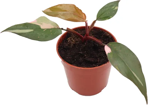 Vista 13 de Philodendron Bipennifolium Aurea - Maceta de 4" de California Tropicals