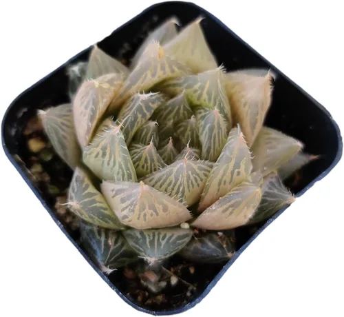 Vista 7 de Plantas suculentas de cactus vivos de USKC (2 "Pot Aloe Juvenna 'Tiger Tooth Aloe')