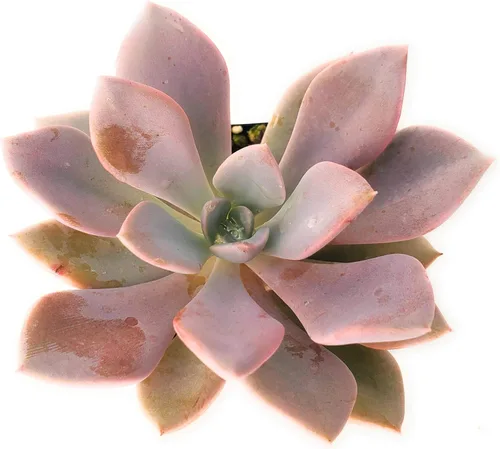 Vista 4 de Fat Plants San Diego Live Echeveria Planta Suculenta Híbrida, Lola