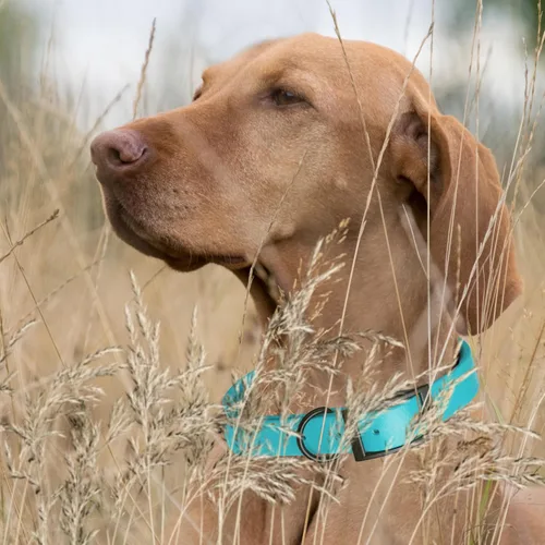 Vista 40 de Dogline Biothane - Collar impermeable para perro con hebilla de liberación rápida, resistente cincha de nailon recubierta con resistente y a prueba