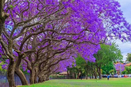 Vista 2 de Blue Jacaranda Tree Seeds - 25 Semillas - Árbol exótico