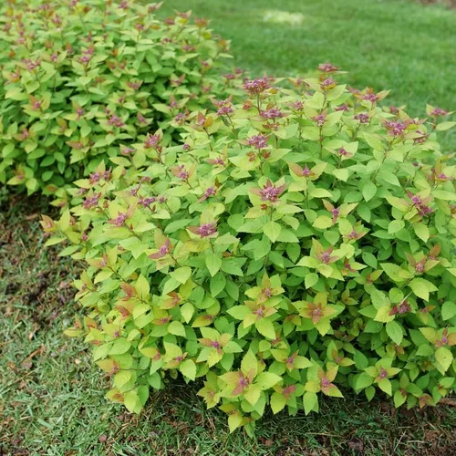 Vista 3 de DOUBLE PLAY® DOLLY™ - Spiraea japonica - Ganadores probados - Maceta de 4