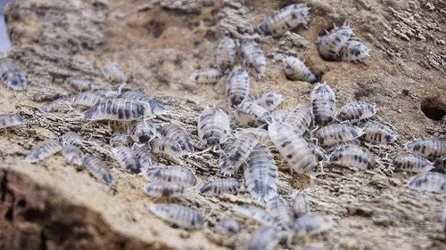 Vista 2 de Vaca lechera 20 unidades de isópodos vivos Porcellio Laevis Roly Poly Cleanup Crew Comida para reptiles