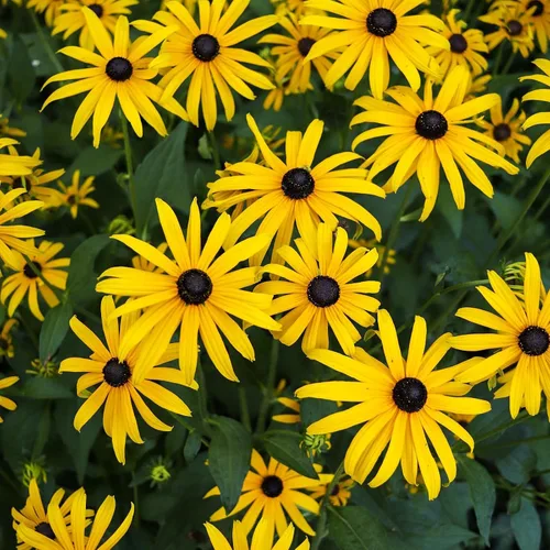 Vista 8 de Groundio Black Eyed Susan Seeds, más de 7500 semillas de flores perennes para plantar en interiores y exteriores, atraen polinizadores Sin OMG