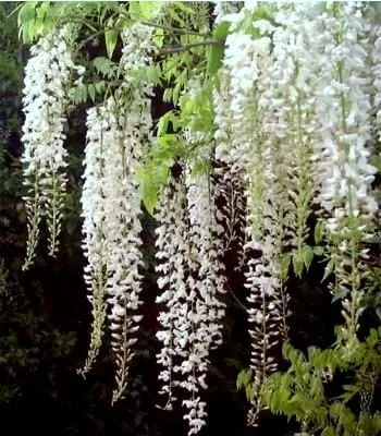 Vista 9 de White Wisteria Vine - Planta viva fragante de 1 año en maceta - Imán de colibrí
