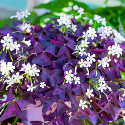 Vista 5 de Planta Oxalis de color púrpura intenso, arbusto de trébol morado, planta ornamental de floración de primavera, 4-8 pulgadas de alto para crecer