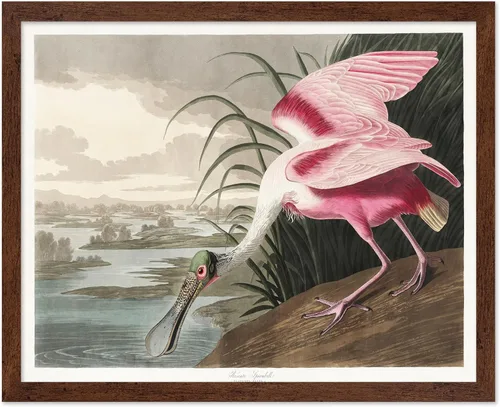 Vista 35 de Poster Master Póster vintage de James Audubon – Impresión retro de amargo americano – Arte de aves de América – Regalo para hombres, mujeres