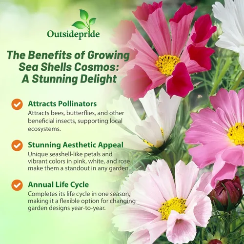 Vista 3 de Outsidepride 500 semillas anuales Cosmos Bipannatus Sea Shells Cut Flower Seed Mix para plantar