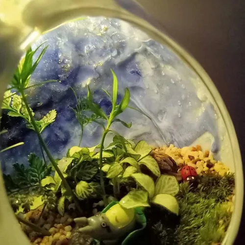 Vista 4 de PATIKIL Maceta redonda de terrario para plantas de aire, paquete de 2 decoraciones de mesa de vidrio borosilicato de 4 pulgadas de alto
