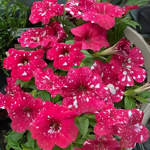 Vista 3 de 299 semillas anuales de flores de petunia de cielo nocturno para plantar, semillas de petunia con patrón de galaxia, flores moteadas para camas
