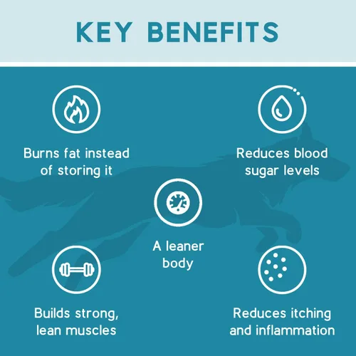 Vista 3 de Ketona Receta de salmón alimento seco para perros adultos, natural, bajo en carbohidratos (solo 5%), alto en proteínas (46%), sin granos