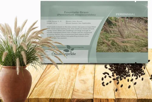 Vista 10 de Outsidepride - 25 semillas de la hierba ornamental perenne Pennisetum thunbergii (Red Buttons) para sembrar