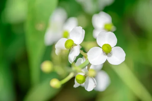 Vista 6 de 500 White Broadleaf Arrowhead Sagittaria Latifolia Pond Wetland Flower Seeds