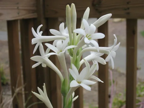 Vista 2 de Tuberose Single Mexicano Pequeña Caja Plana Llena de Bulbos FRAGRANT Polianthus