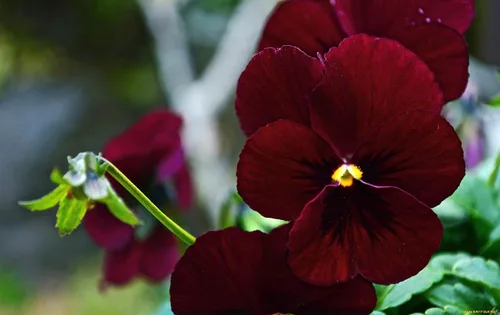 Vista 2 de Semillas de Viola Arkwright Ruby Viola Cornuta Pansies Red 40+ Semillas para plantar Planta de Floración Larga