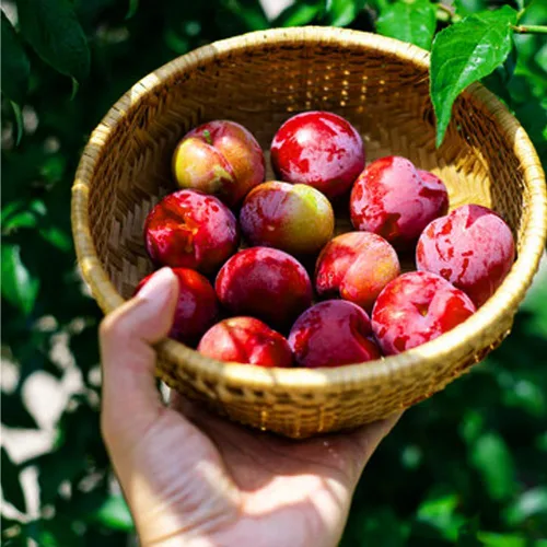 Vista 3 de Más de 150 ciruelos perennes silvestres semillas frutales para plantar al aire libre, semillas de Prunus nativas orgánicas europeas sin OMG