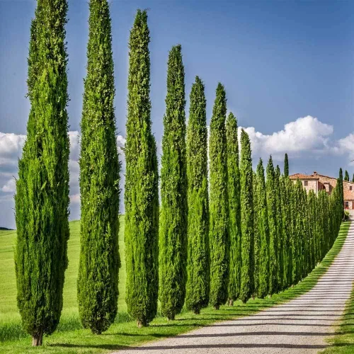 Vista 2 de Semillas de ciprés italiano para plantar 50 semillas Semillas exóticas de árboles de hoja perenne para cultivar, ideales para paisajismo y filas