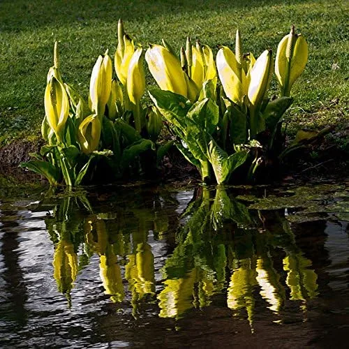 Vista 6 de 10 semillas de flor de col lysichiton americanus mofeta húmeda de lysichiton amarillo