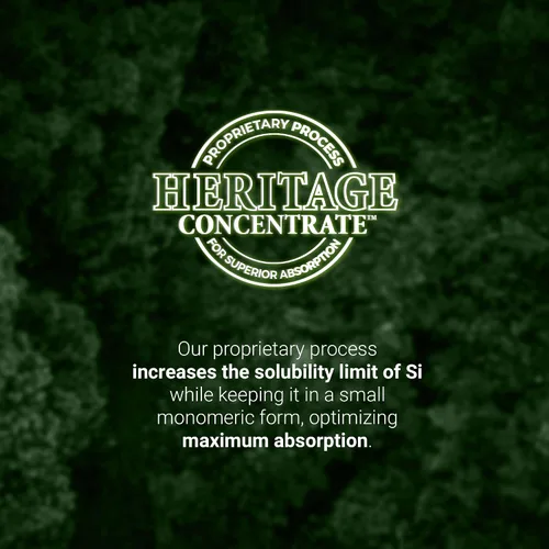 Vista 8 de Living Silica Potenciador de colágeno a base de plantas Potenciador de colágeno vegano Apoya la producción saludable de colágeno y elastina