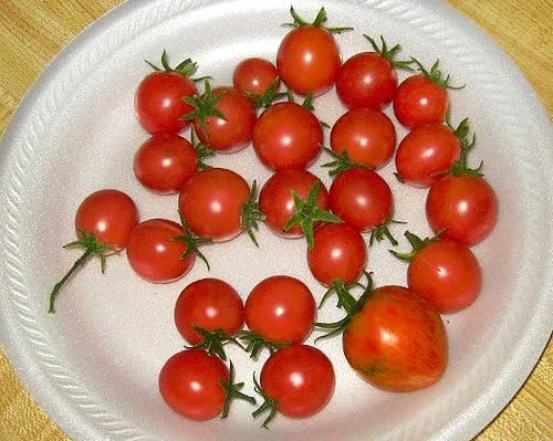 Vista 7 de Más de 30 semillas de tomate Red Robin Enano Determinadas Heirloom No OGM Dulce y Sabroso Bajo Ácido Raro Mini, Lycopersicon lycopersicum
