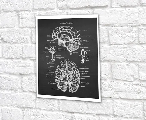 Vista 6 de Gnosis Picture Archive Neuroscience Art set de 6 impresiones sin marco de anatomía del cerebro humano