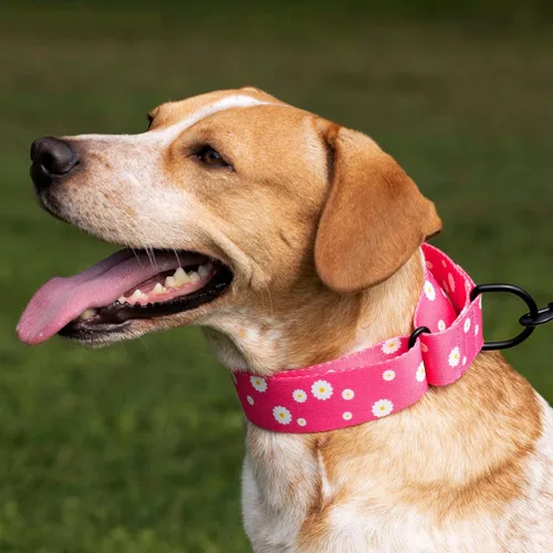 Vista 5 de CollarDirect Martingale - Collar de nailon resistente para perros pequeños, medianos y grandes [nailon, estampado, aguamarina, L, 15-20 pulgadas)