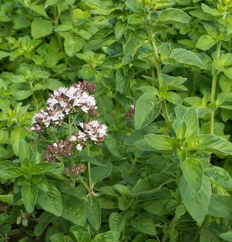 Vista 2 de 1000 semillas de orégano italiano orgánico herbáceo herbáceo – No OGM – Semillas siempre frescas – Semillas de siembra para el hogar de verduras