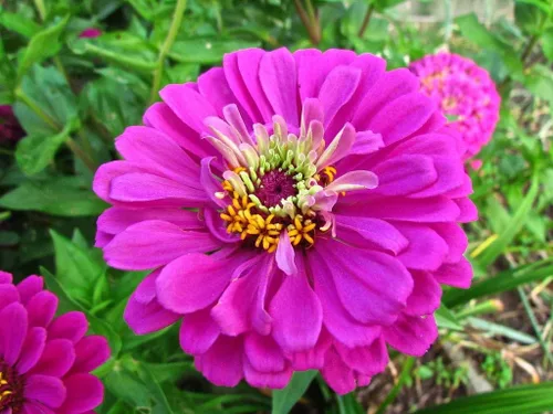 Vista 2 de TomorrowSeeds - Purple Prince Zinnia Semillas - Más de 200 unidades - Para plantar Zinnia Elegans púrpura Corte gigante y Come Again Lavender Violet
