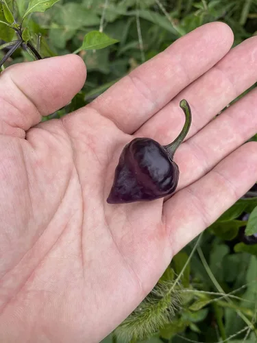 Vista 2 de Paquete de semillas prémium de pimiento UFO púrpura para plantar