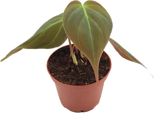Vista 4 de Philodendron Neon Cordatum - 2" de California Tropicals