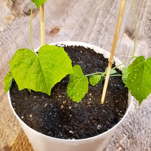 Vista 2 de Cucamelon Seeds - Paquete de 35 semillas de pepinillo agrio mexicano, melón de ratón, 35 semillas