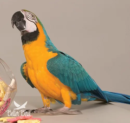 Vista 2 de Better Bird, Alimento prémium para loros, tarro de 4 libras
