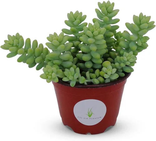 Vista 3 de Donkey Tail Succulents Cluster Sedum Morganianum Hybrid (paquete de 2 macetas de 2 pulgadas)