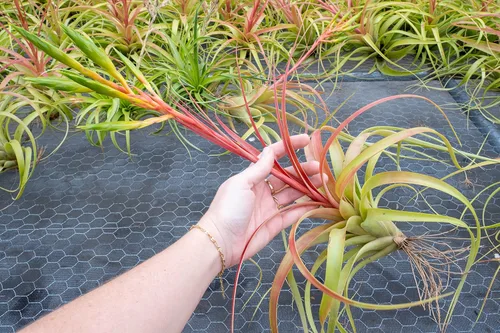 Vista 6 de Air Plant Shop Tillandsia Roland Gosselini - Plantas suculentas vivas para el hogar, decoración del hogar y el jardín, plantas