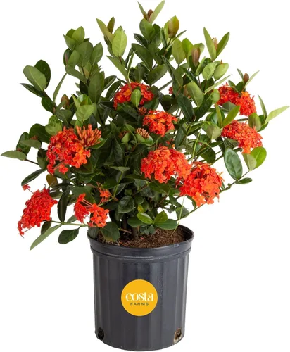 Vista 11 de Costa Farms Curcuma, planta viva de jengibre oculto en maceta de plástico, planta de interior con flores al aire libre, perfecta para decoración