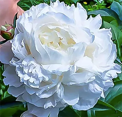Vista 2 de Gardenia - Bombillas de peonía blanca doble, una de las peonías blancas más finas y fuertes, 3-5 ojos, plantas de peonía viva para plantar al aire
