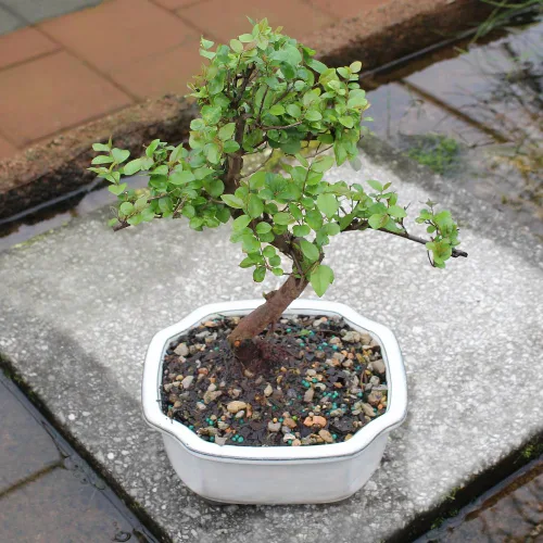Vista 6 de Brussel's Bonsai Árbol bonsái de ciruela dulce china viva, 5 años, 6 a 10 pulgadas, bonsái de interior en maceta de bonsái de cerámica