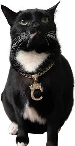Vista 3 de Collar de cadena con letra inicial cubana para perro, collar de cadena para mascotas, gato, collar para cachorro (S, 25 cm)