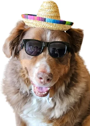 Vista 17 de G006 - Lentes de sol para disfraz de perro mascota de los años 80, para sesión de fotos, razas medianas de 20 a 40 libras