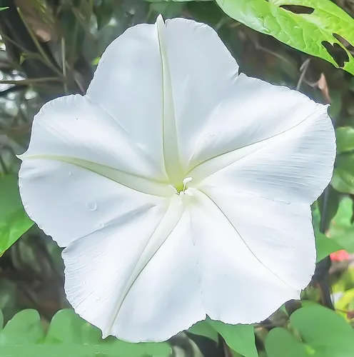Vista 3 de Flor de luna blanca - Semillas de vid fragantes que florecen por la noche