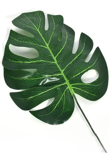 Vista 2 de Zerodeko 10pcs Jarrón de musgo plantas verdes sabrosa hiedra