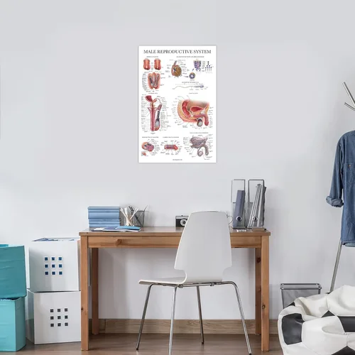 Vista 6 de Palace Learning Paquete de 2 gráficos anatómicos del sistema reproductivo masculino y femenino, juego de carteles de anatomía masculina y femenina